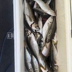 5月 14日（木）午後便・アジ釣りの写真その11