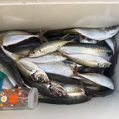 5月 14日（木）午後便・アジ釣りの写真その12