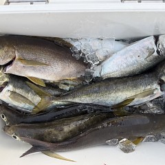 5月 14日（木）午後便・アジ釣りの写真その3