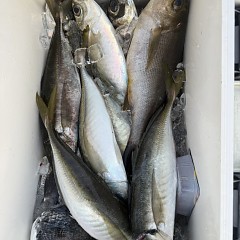 5月 14日（木）午後便・アジ釣りの写真その4