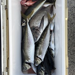 5月 14日（木）午後便・アジ釣りの写真その5