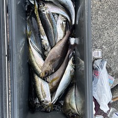 5月 14日（木）午後便・アジ釣りの写真その6