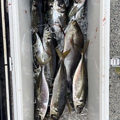 5月 14日（木）午後便・アジ釣りの写真その7