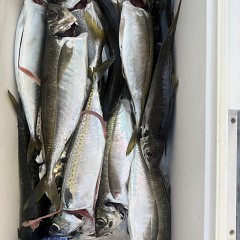 5月 14日（木）午後便・アジ釣りの写真その8