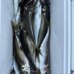 5月 15日（金）午前便・アジ釣りの写真その6