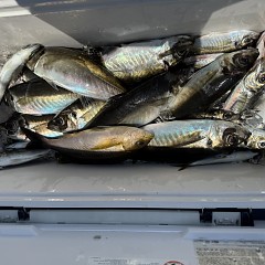 5月 15日（金）午前便・アジ釣りの写真その7
