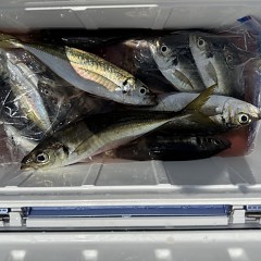 5月 15日（金）午前便・アジ釣りの写真その9