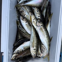 5月 15日（金）午後便・アジ釣りの写真その7