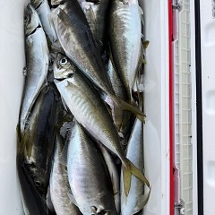 5月 15日（金）午後便・アジ釣りの写真その8
