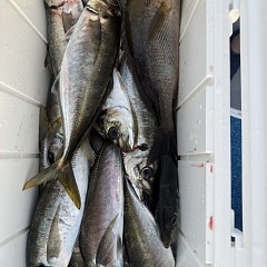 5月 15日（金）午後便・アジ釣りの写真その9