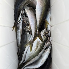 5月 15日（金）午後便・アジ釣りの写真その10