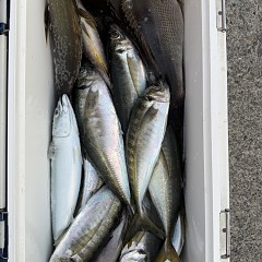 5月 15日（金）午後便・アジ釣りの写真その11
