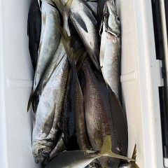 5月 15日（金）午後便・アジ釣りの写真その4