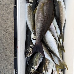 5月 15日（金）午後便・アジ釣りの写真その5