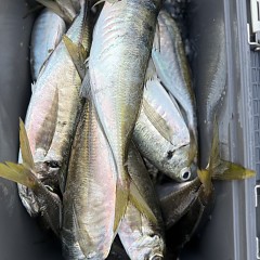 5月 15日（金）午後便・アジ釣りの写真その6