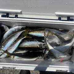 5月16日（土）午前便・アジ釣りの写真その5