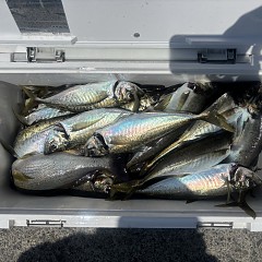 5月16日（土）午前便・アジ釣りの写真その8