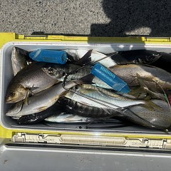 5月16日（土）午前便・アジ釣りの写真その9
