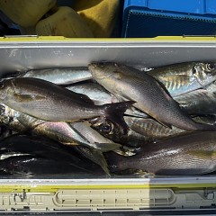 5月 16日（土）午前便・アジ釣りの写真その7