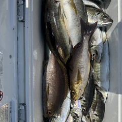 5月 16日（土）午前便・アジ釣りの写真その8
