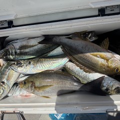 5月 16日（土）午前便・アジ釣りの写真その9
