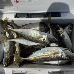 5月 16日（土）午前便・アジ釣りの写真その10