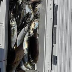 5月 16日（土）午前便・アジ釣りの写真その11