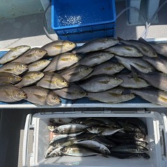 5月 16日（土）午前便・アジ釣りの写真その12