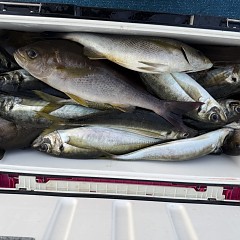 5月 16日（土）午後便・アジ釣りの写真その7