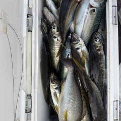 5月 16日（土）午後便・アジ釣りの写真その8