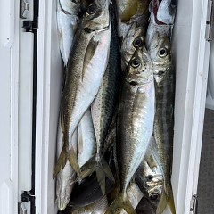 5月 16日（土）午後便・アジ釣りの写真その9