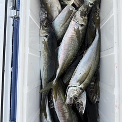 5月 16日（土）午後便・アジ釣りの写真その10