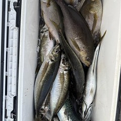 5月 16日（土）午後便・アジ釣りの写真その11