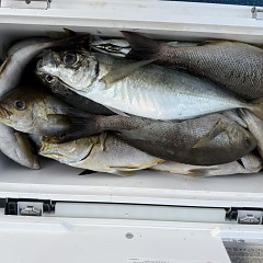 5月 16日（土）午後便・アジ釣りの写真その12