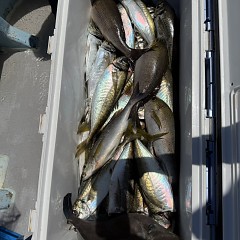 5月 17日（日）午前便・アジ釣りの写真その6