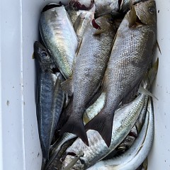 5月 17日（日）午前便・アジ釣りの写真その7