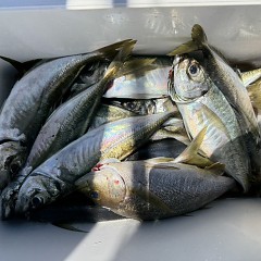 5月 17日（日）午前便・アジ釣りの写真その8