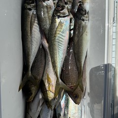 5月 17日（日）午前便・アジ釣りの写真その9
