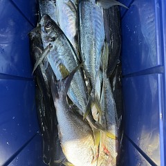 5月 17日（日）午前便・アジ釣りの写真その10
