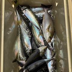 5月 17日（日）午前便・アジ釣りの写真その11