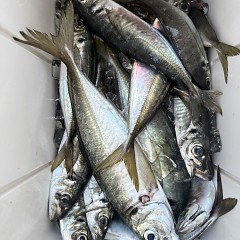 5月 17日（日）午後便・アジ釣りの写真その5
