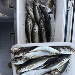 5月 17日（日）午後便・アジ釣りの写真その6