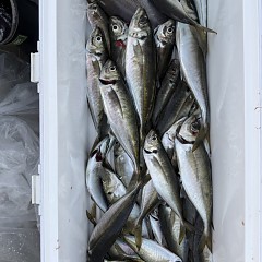5月 17日（日）午後便・アジ釣りの写真その7