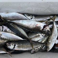 5月 17日（日）午後便・アジ釣りの写真その8