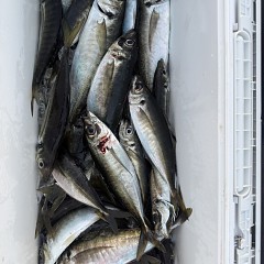 5月 17日（日）午後便・アジ釣りの写真その9