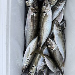 5月 17日（日）午後便・アジ釣りの写真その10