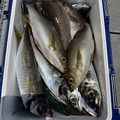 5月 17日（日）午前便・アジ釣りの写真その11