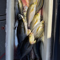 5月 17日（日）午前便・アジ釣りの写真その12