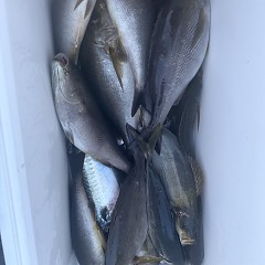 5月 17日（日）午後便・アジ釣りの写真その12
