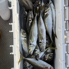 5月 18日(月)8時出船・アジ釣りの写真その7